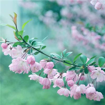 弹幕战姬手游(暂未上线)v1.0.1 安卓版